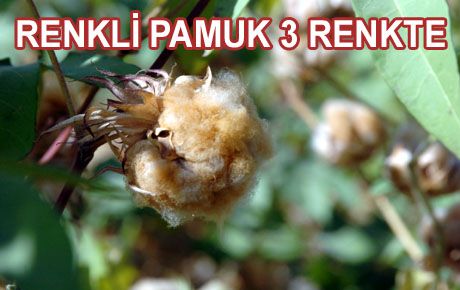 BU PAMUK RENKLİ VE ÇEVRECİ 