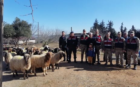 Kahramanmaraş''ta hayvan hırsızlığı