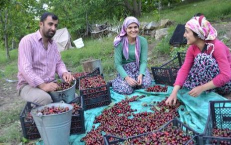 KAHRAMANMARAŞ'TA KİRAZ HASADI BAŞLADI