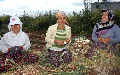 KARDEŞLERİNİN EĞİTİMİ İÇİN TARLADA TER DÖKÜYORLAR