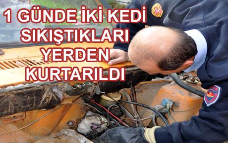 KEDİ KURTARMA OPERASYONLARI 