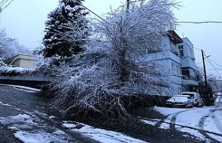 Kar yağışı ağaç devirdi